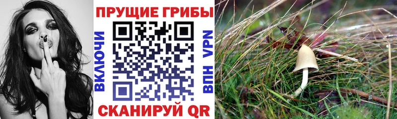 как найти закладки  Киржач  Псилоцибиновые грибы мухоморы 